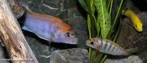 Labidochromis sp. 'hongi' Hongi Rocks